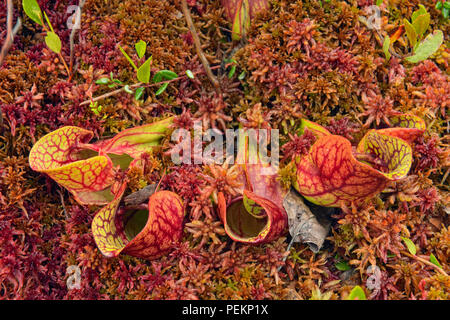 Northern Pitcher plant (Sarracenia purpurea), near Halfway Lake Provincial Park, Ontario, Canada Stock Photo