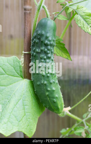 Cucumis sativus. Cucumber 'Marketmore' fruit growing in a greenhouse. Stock Photo