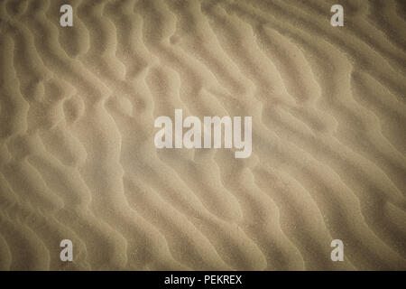 Sand on the beach as background Reptile in a moving barkhan Stock Photo
