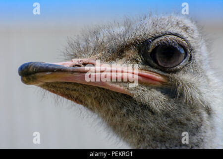 The head of an ostrich close-up on a blurred background. Red beak, surprised big eyes and tousled bristles. Shallow depth of field. Stock Photo