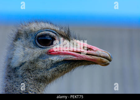 The head of an ostrich close-up on a blurred background. Red beak, surprised big eyes and tousled bristles. Shallow depth of field. Stock Photo