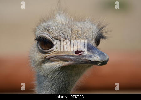 Close up of an ostrich Stock Photo