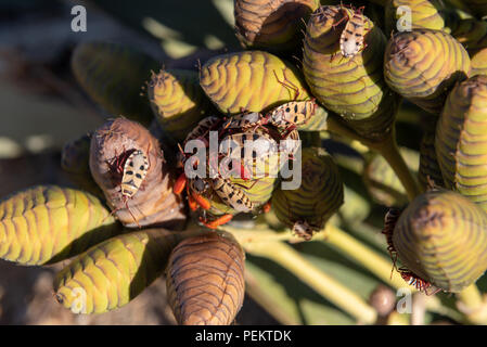 Red bugs on male welwitschia plant, Namibia Stock Photo