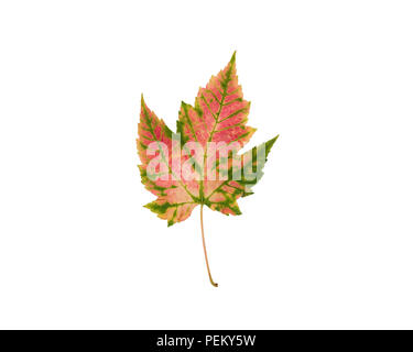 Pink and green Autumn leaf isolated on white background Stock Photo