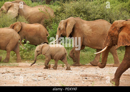 Group of elephants walking in a dry river bed and through the bush, Samburu Game Reserve, Kenya Stock Photo