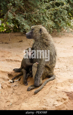 Female olive (Anubis, savanna) baboon with her offspring, Samburu Game Reserve, Kenya Stock Photo