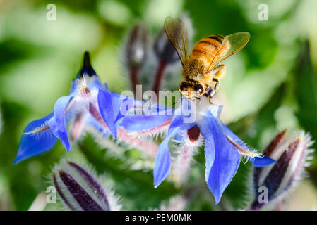 Bee on borage flower, Australia, close up view Stock Photo