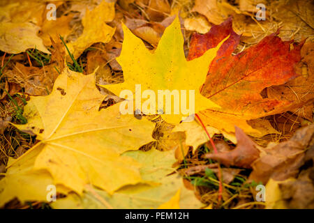 Fall leaves background.Background of colored wet autumnal maple leaves in a park.autumn orange leaves. Outdoor.Colorful autumn leaves laying on ground. View from above. Stock Photo