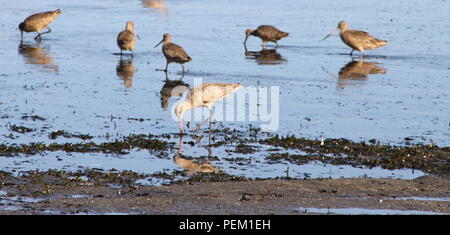 Marbled Godwit on the shores of Bodega Bay in Northern California in Sonoma County. Stock Photo