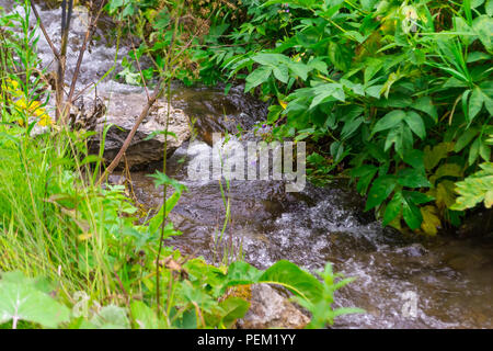 A small waterfall between the stones among the green grass from a creek with clear mountain water in the mountains of the Altai Stock Photo