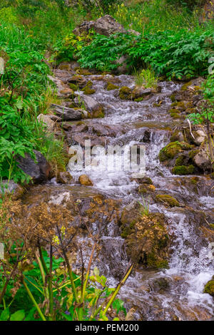 A small waterfall between the stones among the green grass from a creek with clear mountain water in the mountains of the Altai, vertical view Stock Photo