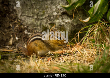 North American chipmunk exploring the yard early spring Stock Photo