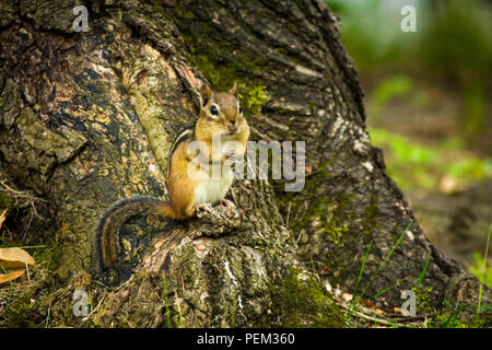 North American chipmunk exploring the yard early spring Stock Photo