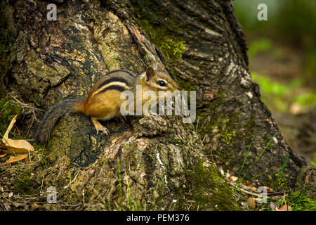 North American chipmunk exploring the yard early spring Stock Photo