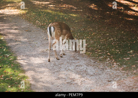 A lone deer is looking for food. Animal in a natural habitat Stock Photo