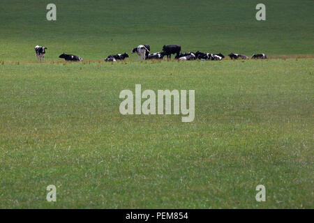 Holstein cows in a meadow Stock Photo