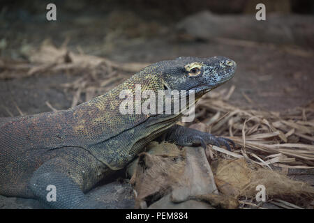 Komodo dragon Stock Photo