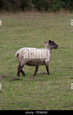 Flock of sheep in an Anglesey field look at the camera Stock Photo - Alamy