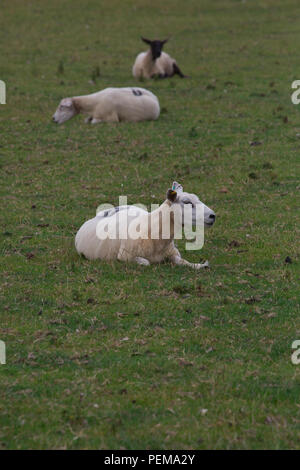 Flock of sheep in an Anglesey field look at the camera Stock Photo - Alamy