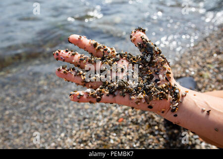 Fine sea gravel on a woman's hand, little shells, stones, pieces of glass. Stock Photo