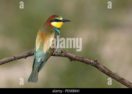 European bee-eater (Merops apiaster), young bird is sitting on branch, National Park Lake Neusiedl, Burgenland, Austria Stock Photo
