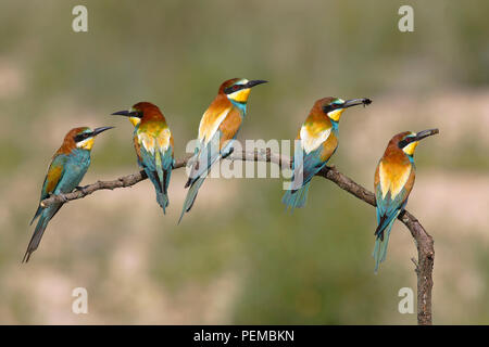 European bee-eaters (Merops apiaster), five birds are sitting on branch, National Park Lake Neusiedl, Burgenland, Austria Stock Photo