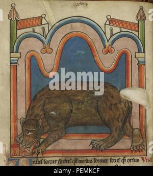 Bestiary - caption  'Bear licking a cub into shape' Stock Photo