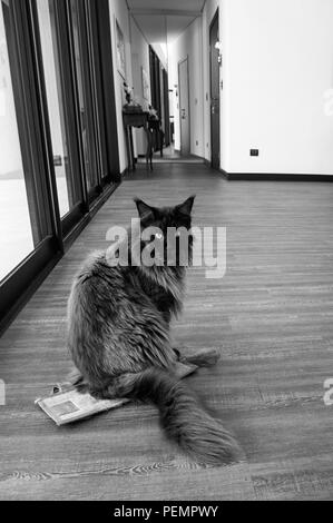 maine conn cat  black brown yellow eyes  Domestic Cat inside house black white Stock Photo