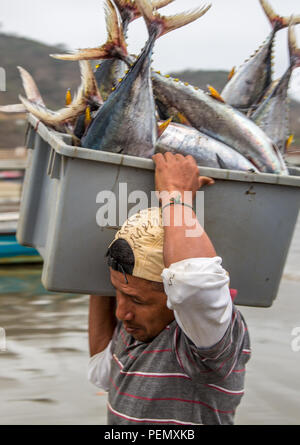Puerto Lopez, Ecuador / Nov 27, 2012: Man carries bin of fish from boat to scale for sale Stock Photo