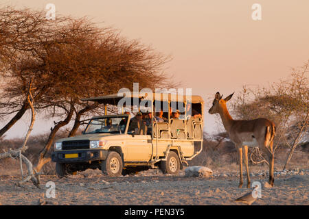 Game drive vehicle looking at impala, Aepyceros melampus, Onguma Game Reserve, Oshikoto Region, Namibia. Stock Photo