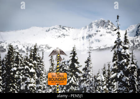 Whisky Jack bird sitting atop a ski boundary sign with Blackcomb Mountain in the background. Stock Photo