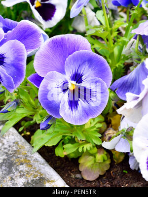 beautiful pansy flowers in a plant pot. Closeup shot. Stock Photo