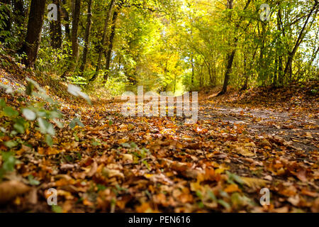 Landscape view of a small forest path with dead leaves on the ground and brightly colored trees in the background Stock Photo