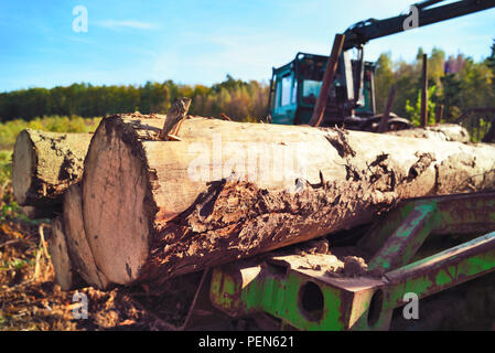 Lumber industry scene with tractor and tree trunks.Deforestation scene, logging woods. Stock Photo