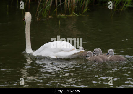 Photo of seven young Mute swan signets swimming with mum Stock Photo