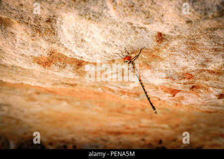Dragon fly sitting on rock Stock Photo