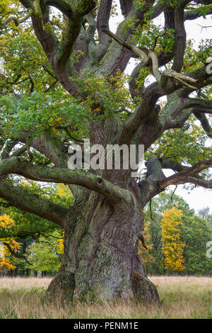 Old oak tree, Copenhagen, Denmark (Quercus spec.) Stock Photo