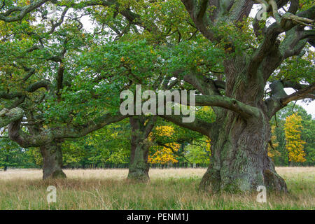 Old oak tree, Copenhagen, Denmark (Quercus spec.) Stock Photo