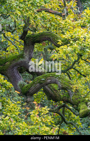 Old oak tree, Copenhagen, Denmark (Quercus spec.) Stock Photo