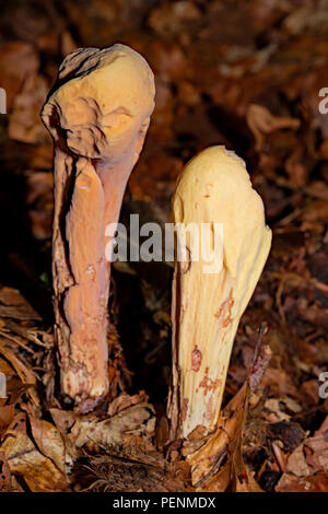 pestle-shaped coral fungus, (Clavariadelphus pistillaris) Stock Photo