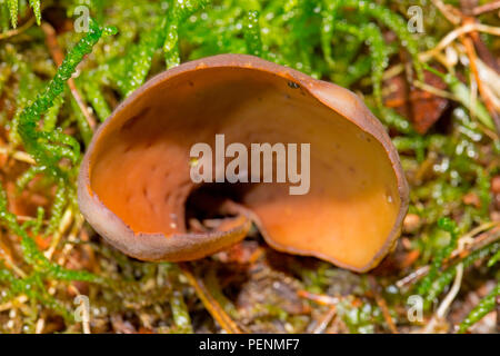 Toad's Ear Fungus, (Otidea Bufonia) Stock Photo