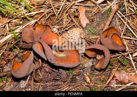 Toad's Ear Fungus, (Otidea Bufonia) Stock Photo