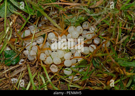 red slug, eggs, (Arion rufus) Stock Photo