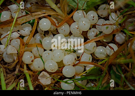 red slug, eggs, (Arion rufus) Stock Photo