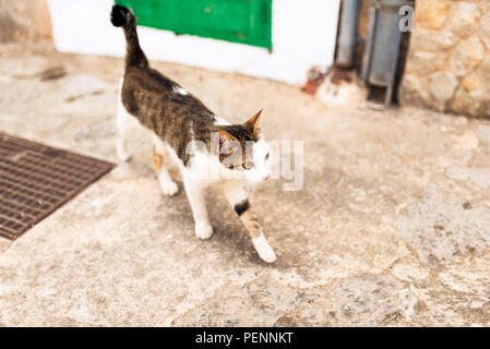 young cat on sidewalk in spanish village Stock Photo