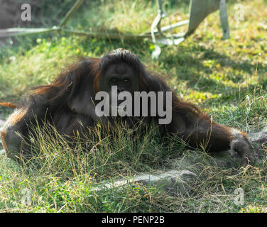 Bornean orangutan looking at the camera lens Stock Photo