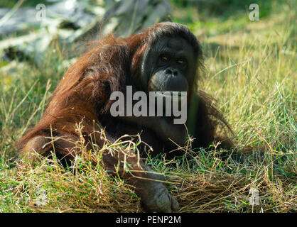 Bornean orangutan looking at the camera lens Stock Photo