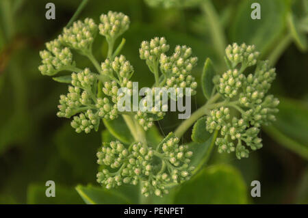 Dew covered sedum flower buds abstract closeup on a misty summer morning Stock Photo