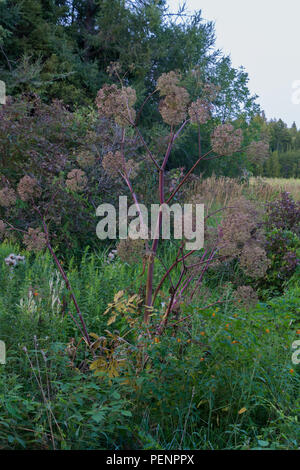 Giant Hogweed Poisonous noxious weed in late summer in seed Stock Photo