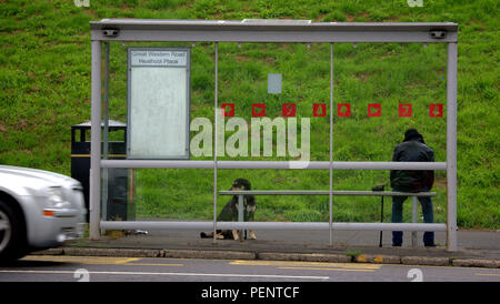 man and a dog waiting for a bus in a bus shelter viewed from behind Stock Photo
